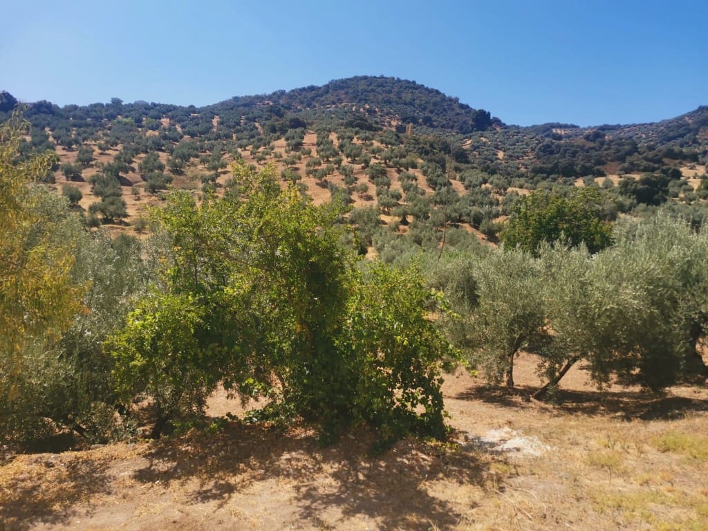 6 soveværelse Finca/Landehus til salg i Las Casillas de Martos - € 70.000 (Ref: 1745506)