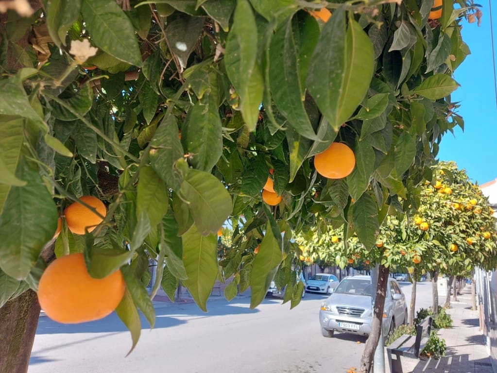 3 soveværelse Bungalow til salg i Monte Lope Alvarez - € 49.900 (Ref: 8846045)