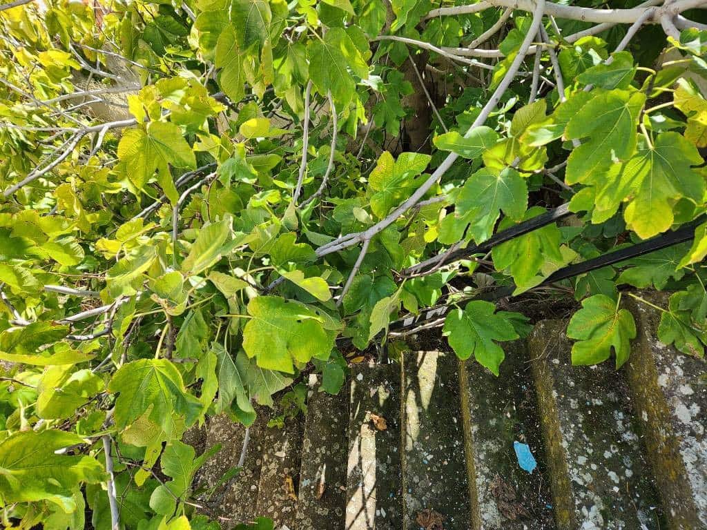 3 soveværelse Byhus til salg i Luque med swimmingpool - € 52.000 (Ref: 9409292)