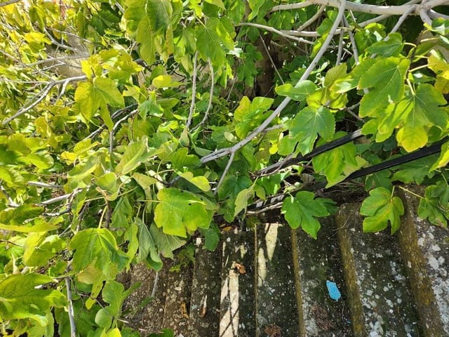 3 soveværelse Byhus til salg i Luque med swimmingpool - € 52.000 (Ref: 9409292)