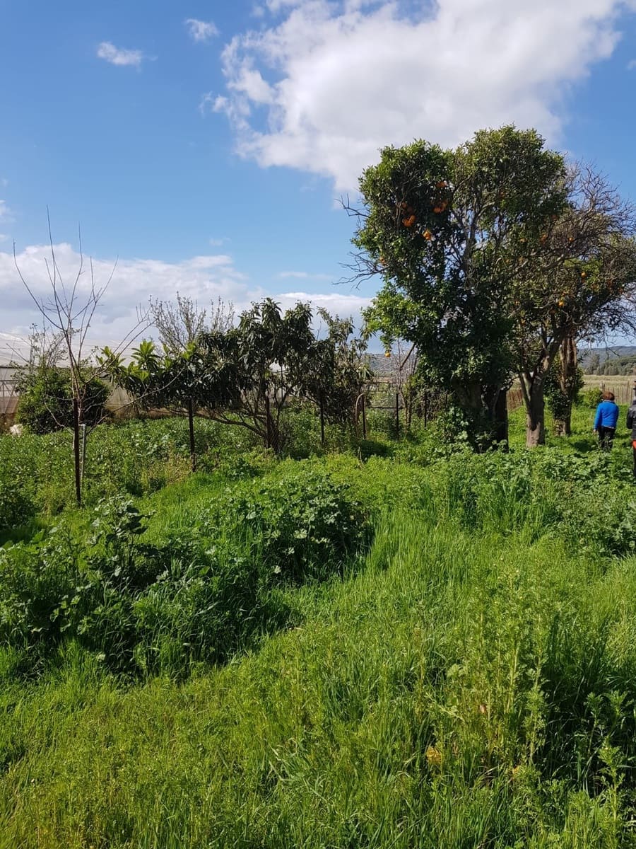 Grunde uden byggetilladelser til salg i Vejer de la Frontera - € 850.000 (Ref: 4523989)