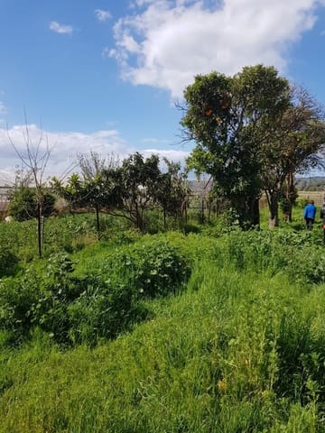 Grunde uden byggetilladelser til salg i Vejer de la Frontera - € 850.000 (Ref: 4523989)