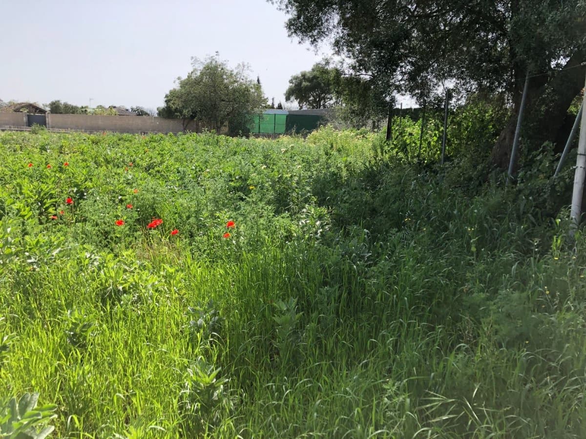 Ubebygd land til salgs i Barbate - € 320 000 (Ref: 4914315)