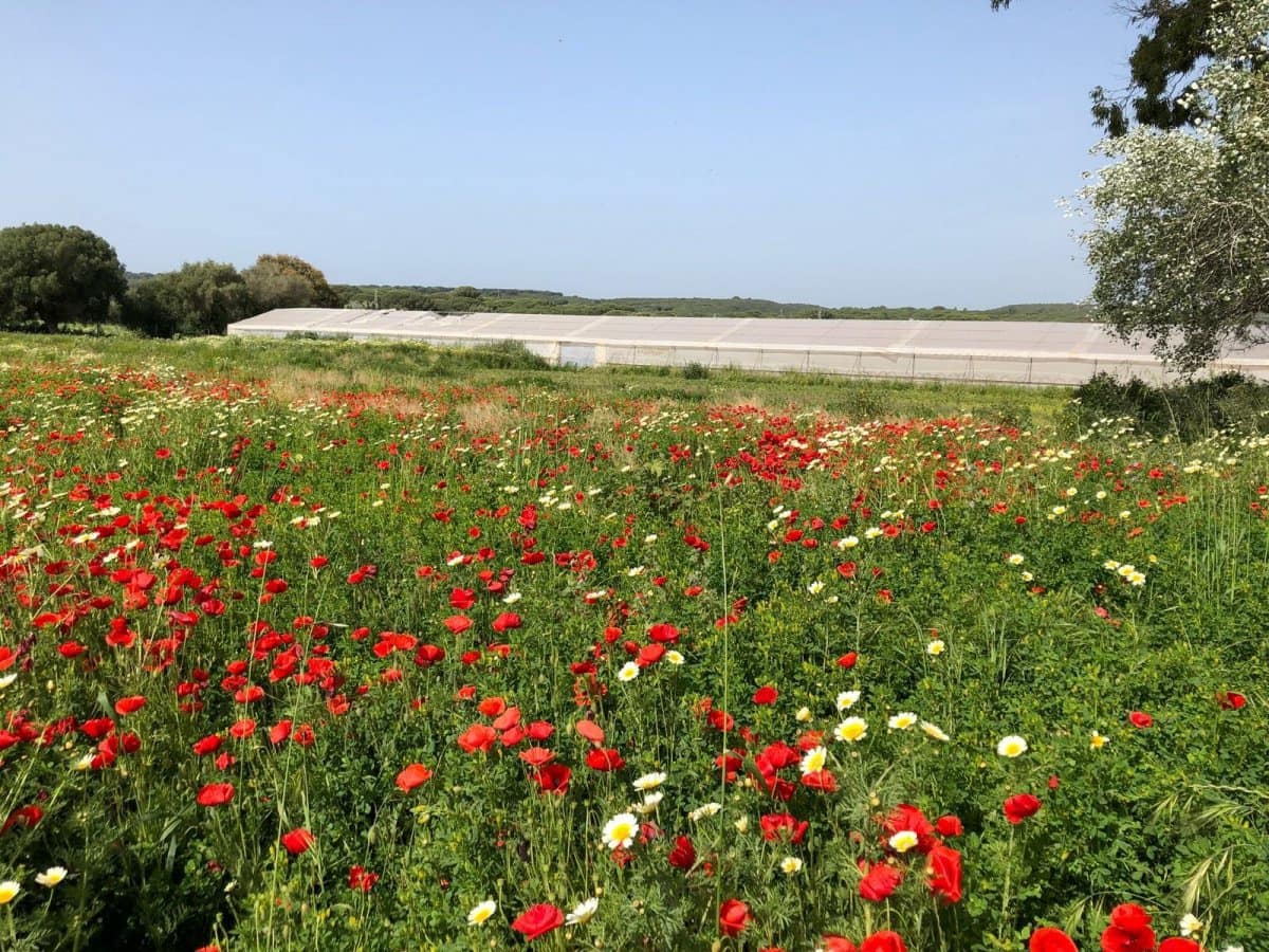 Ubebygd land til salgs i Barbate - € 320 000 (Ref: 4914315)