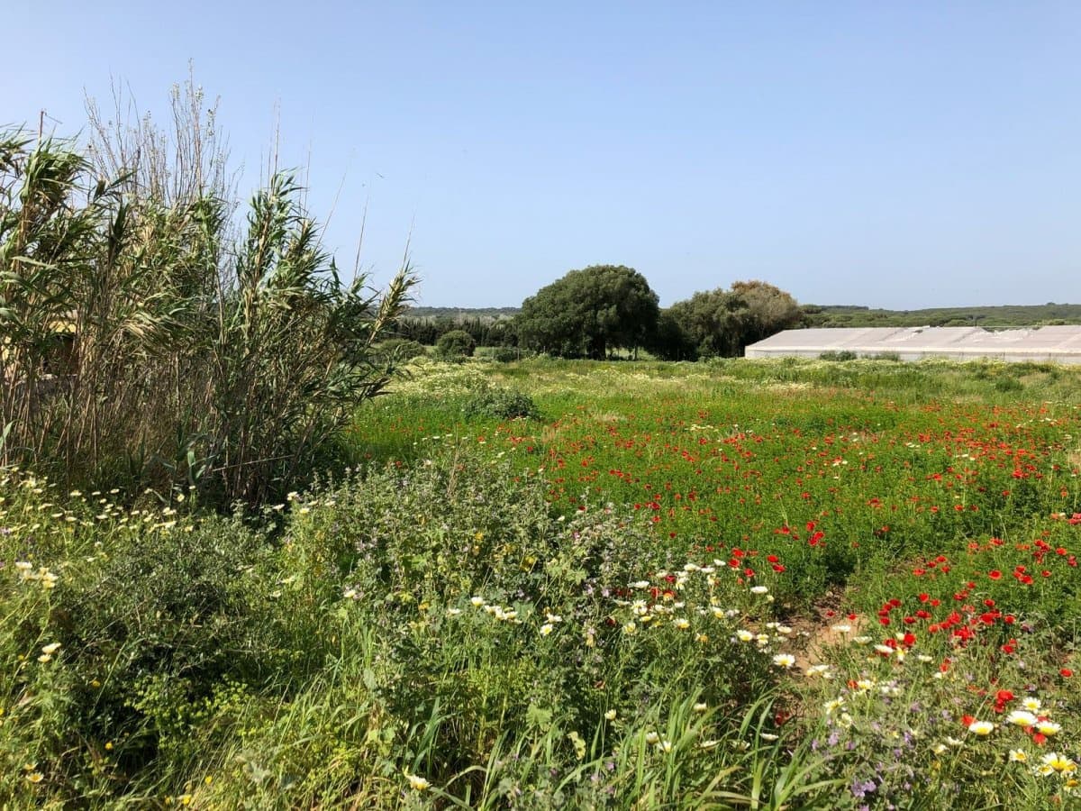 Ubebygd land til salgs i Barbate - € 320 000 (Ref: 4914315)