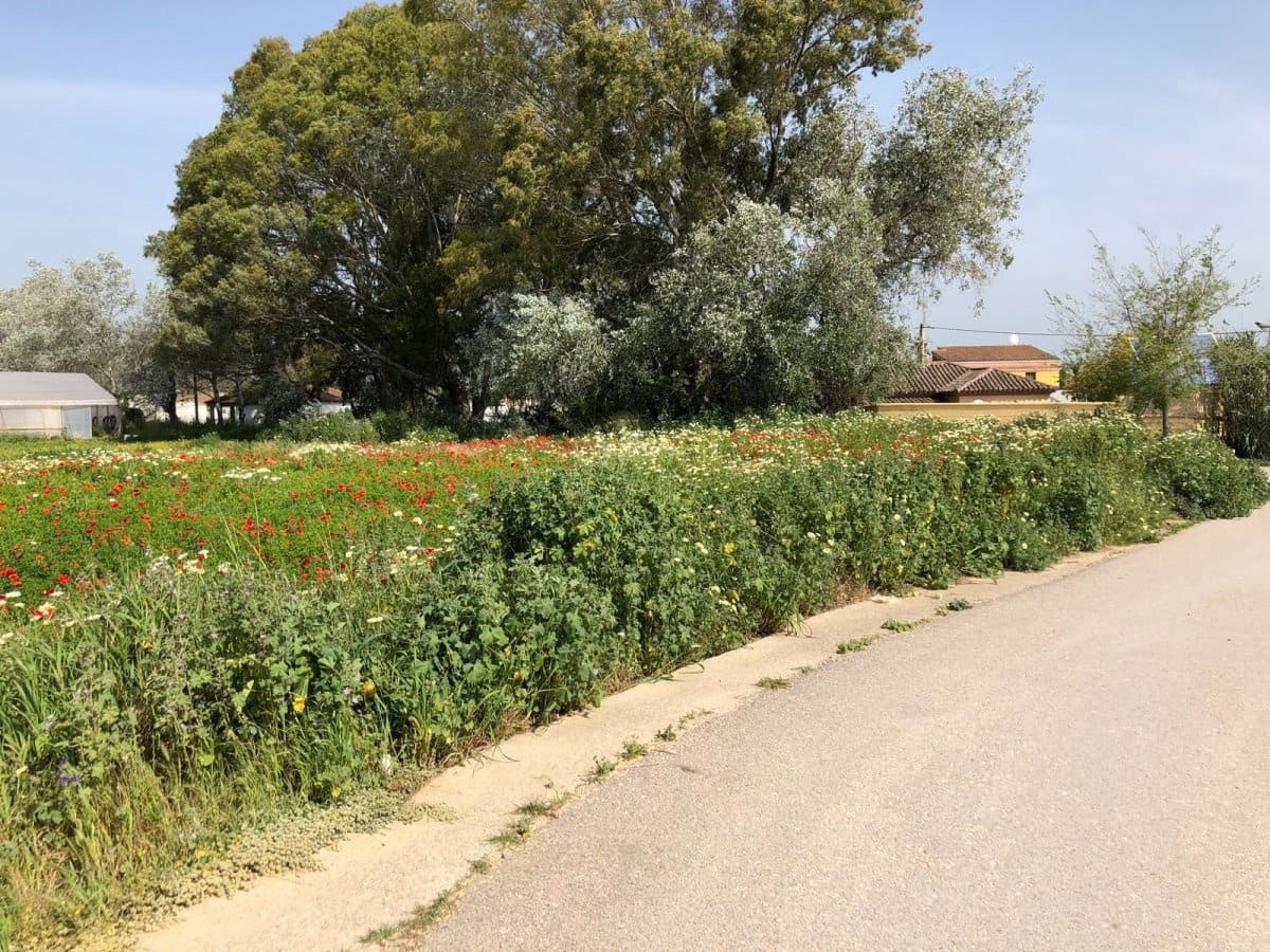 Ubebygd land til salgs i Barbate - € 320 000 (Ref: 4914315)