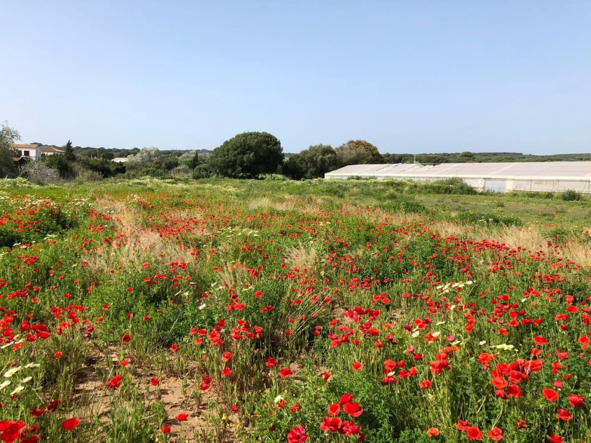 Ubebygd land til salgs i Barbate - € 320 000 (Ref: 4914315)