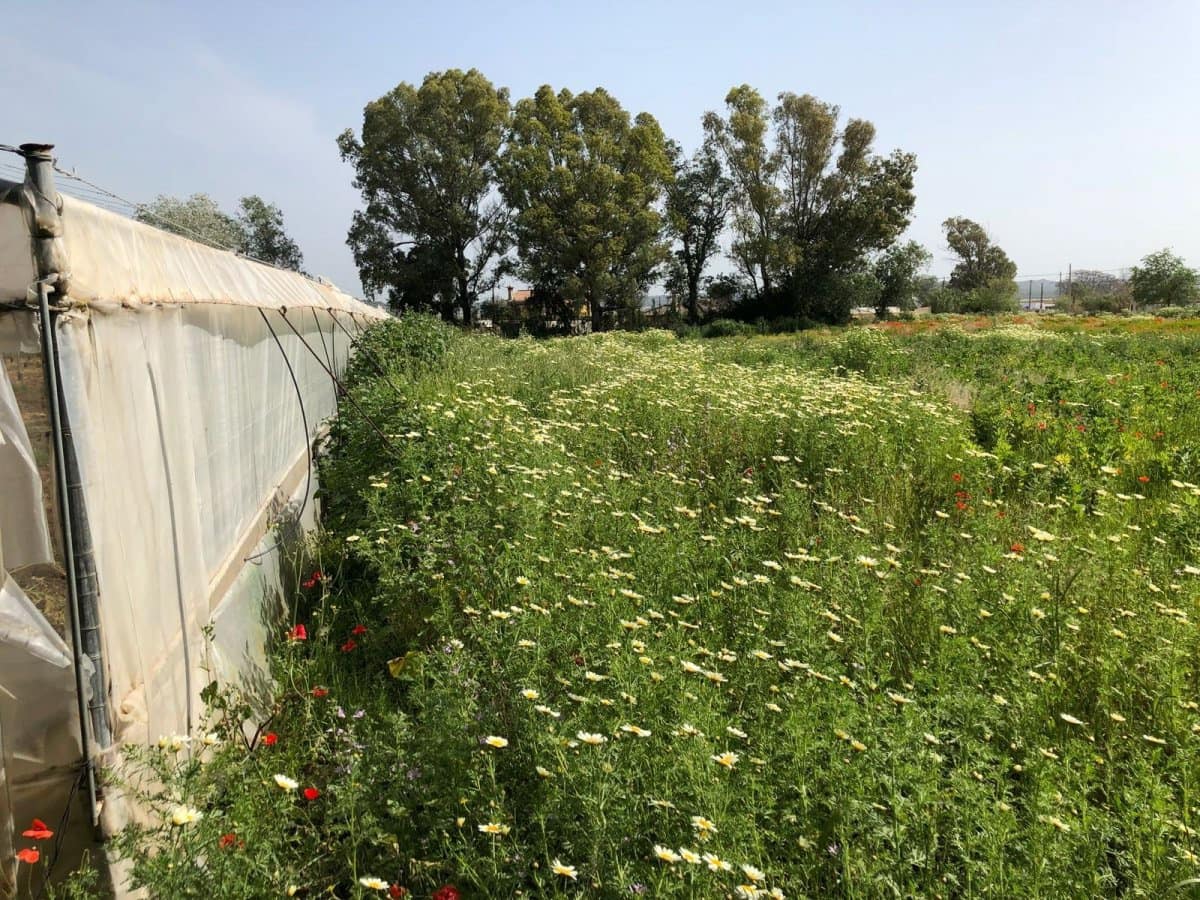 Ubebygd land til salgs i Barbate - € 320 000 (Ref: 4914315)