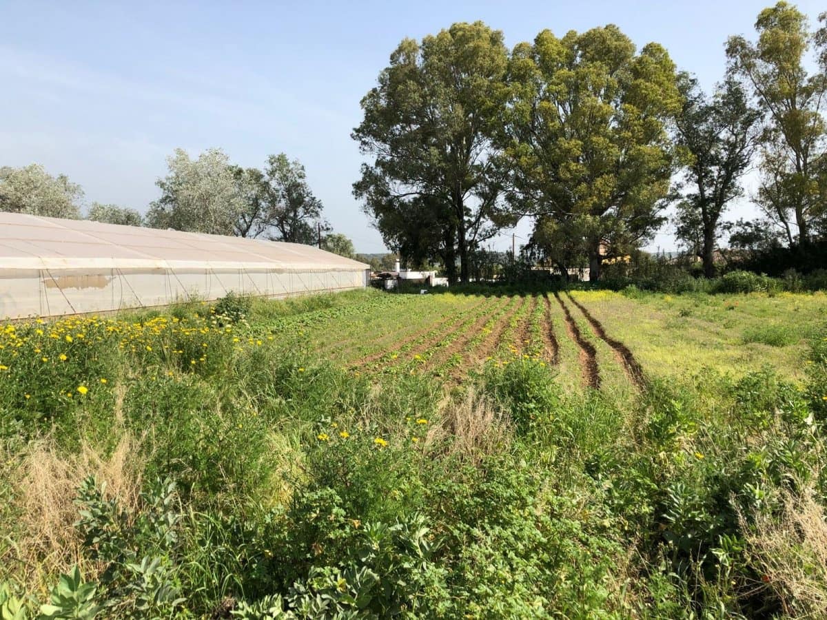 Ubebygd land til salgs i Barbate - € 320 000 (Ref: 4914315)