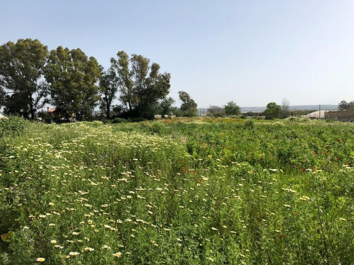 Ubebygd land til salgs i Barbate - € 320 000 (Ref: 4914315)