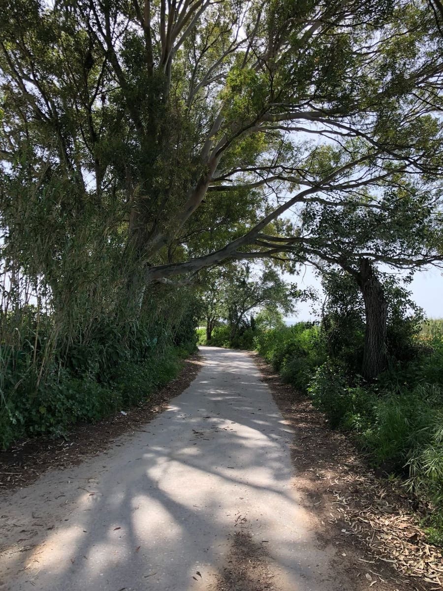 Ubebygd land til salgs i Barbate - € 320 000 (Ref: 4914315)