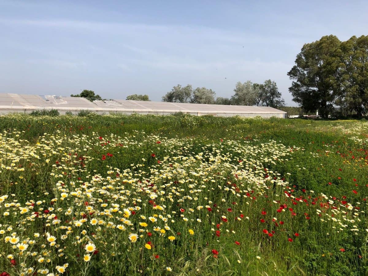 Ubebygd land til salgs i Barbate - € 320 000 (Ref: 4914315)