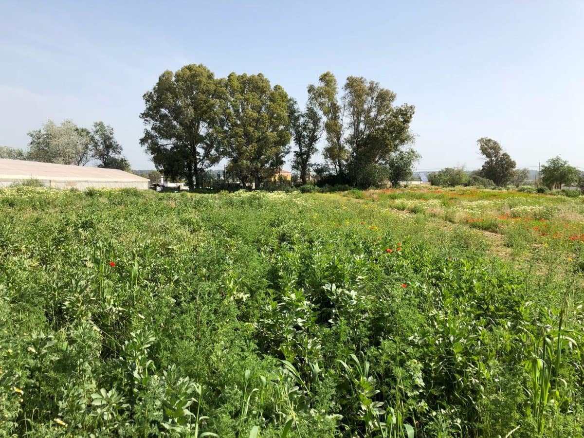 Ubebygd land til salgs i Barbate - € 320 000 (Ref: 4914315)