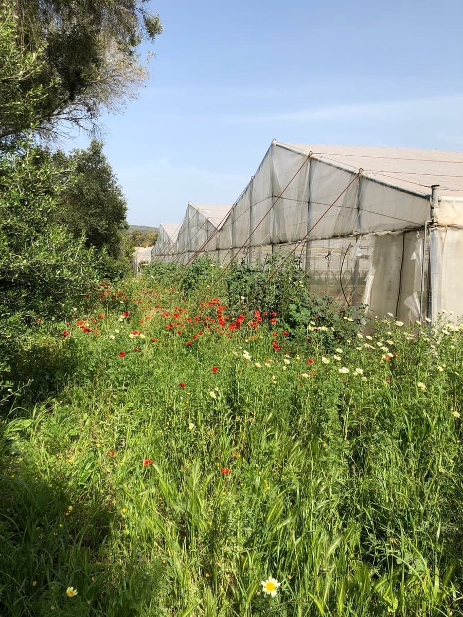 Ubebygd land til salgs i Barbate - € 320 000 (Ref: 4914315)