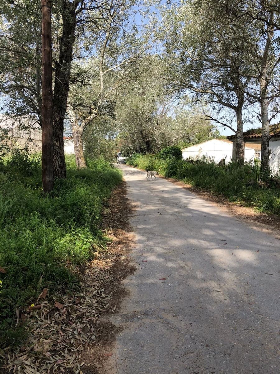 Ubebygd land til salgs i Barbate - € 320 000 (Ref: 4914315)