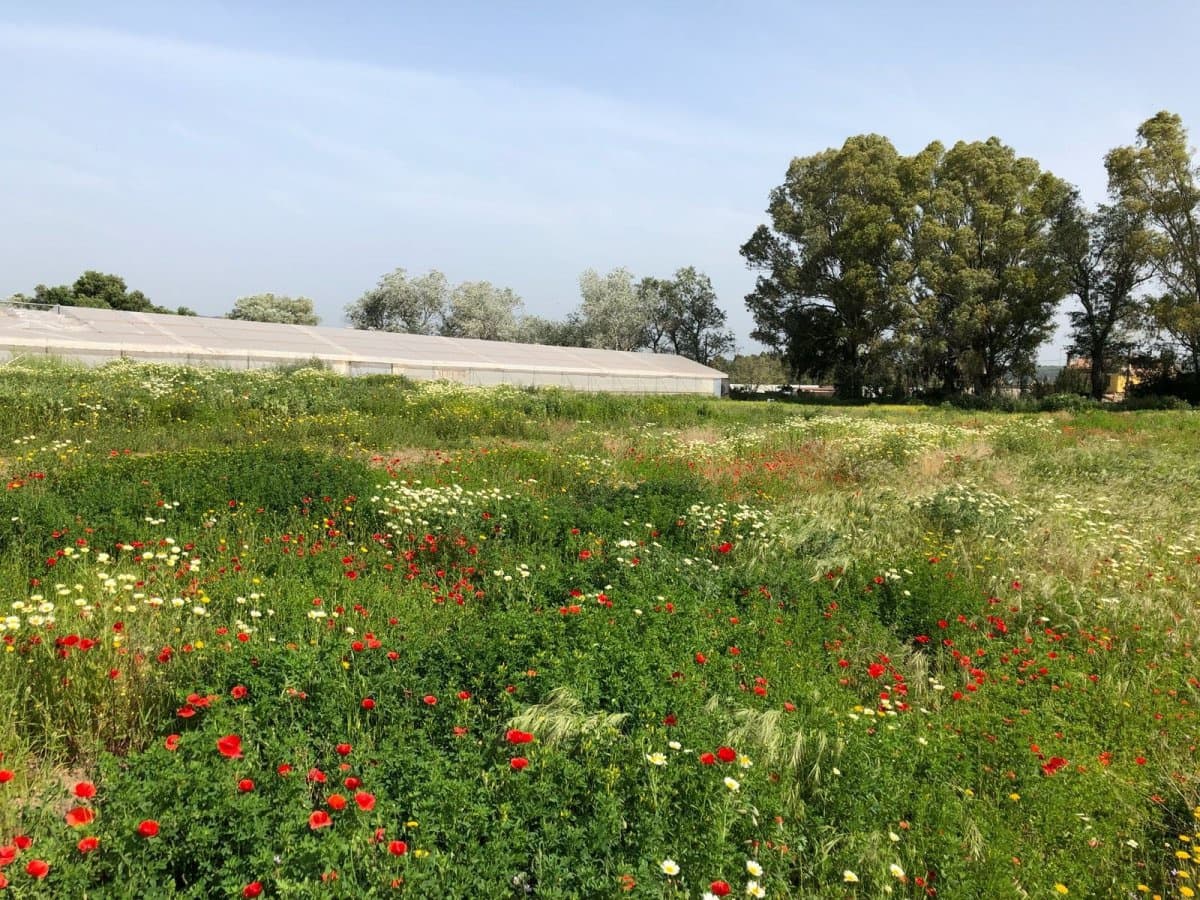 Ubebygd land til salgs i Barbate - € 320 000 (Ref: 4914315)