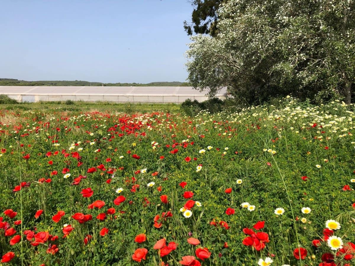 Ubebygd land til salgs i Barbate - € 320 000 (Ref: 4914315)