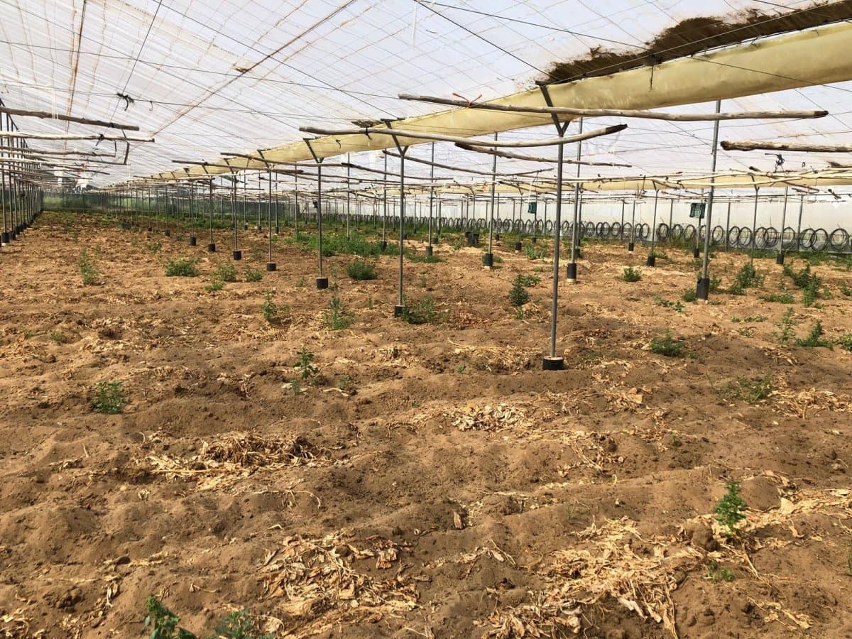 Ubebygd land til salgs i Barbate - € 320 000 (Ref: 4914315)