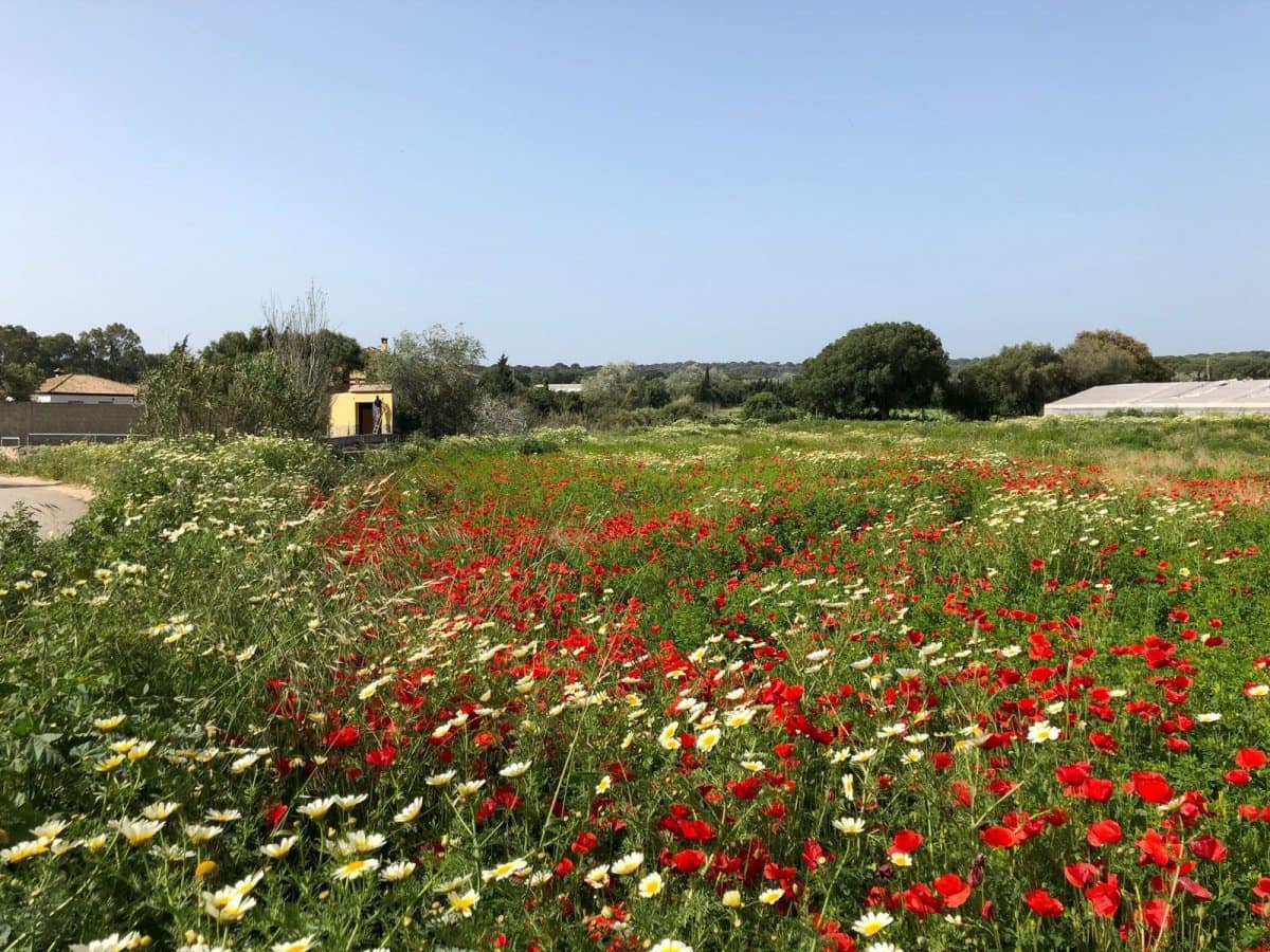 Ubebygd land til salgs i Barbate - € 320 000 (Ref: 4914315)