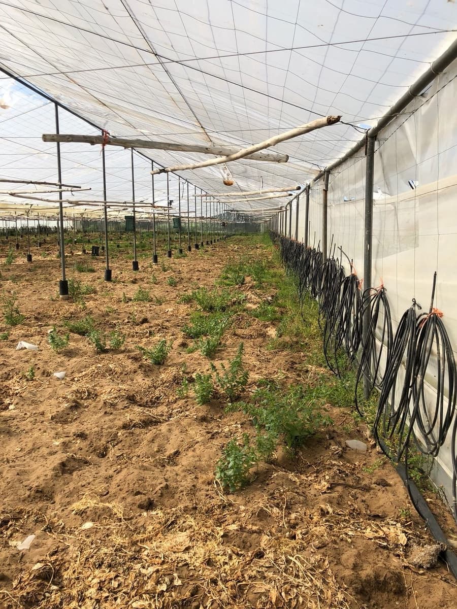 Ubebygd land til salgs i Barbate - € 320 000 (Ref: 4914315)