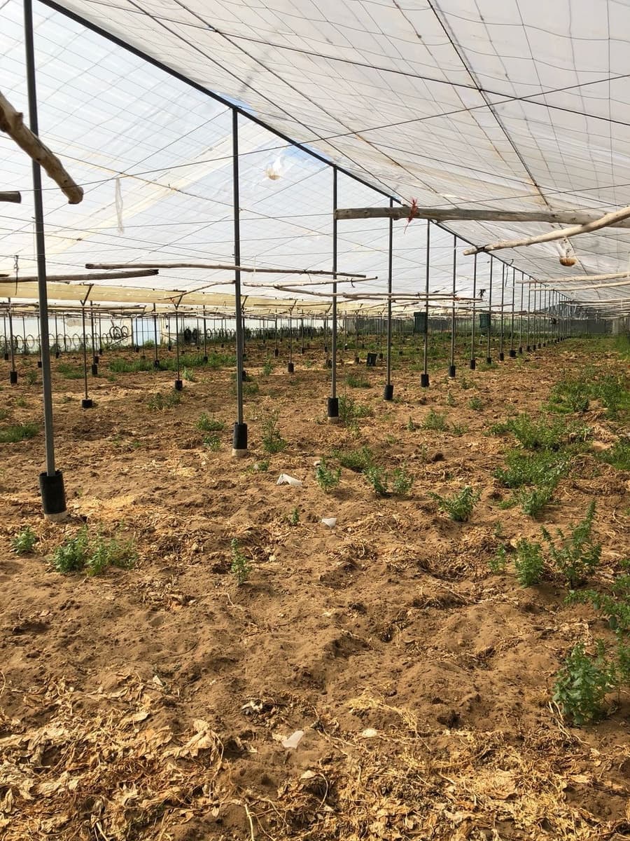 Ubebygd land til salgs i Barbate - € 320 000 (Ref: 4914315)