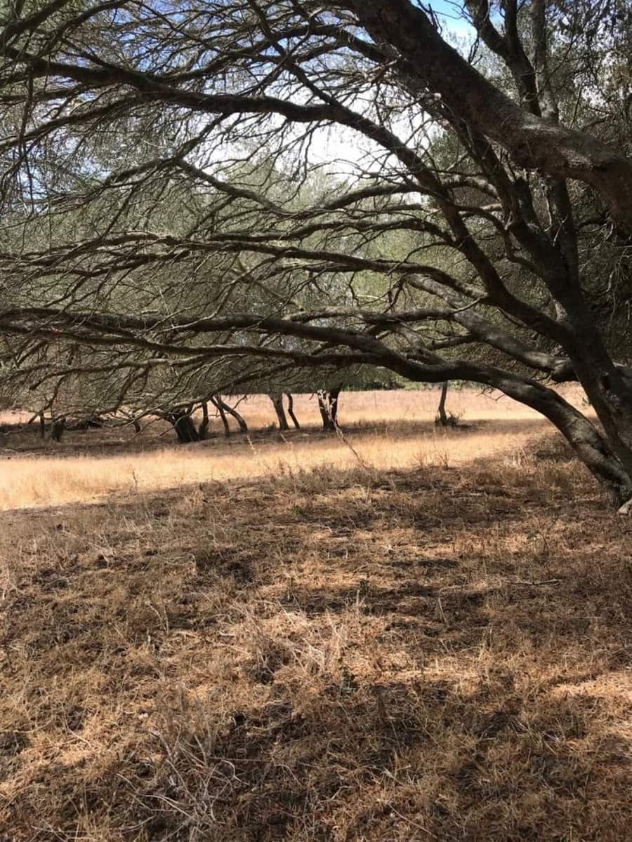 Mark till salu i Vejer de la Frontera - 210 000 € (Ref: 6153655)