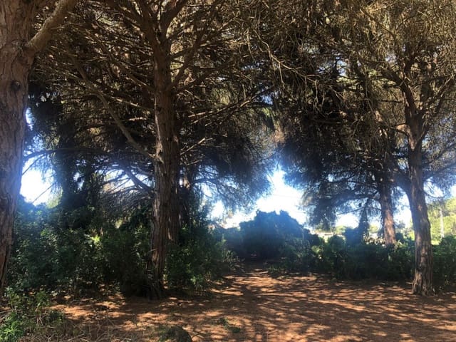 Ubebygd land til salgs i Conil de la Frontera - € 308 000 (Ref: 6153887)