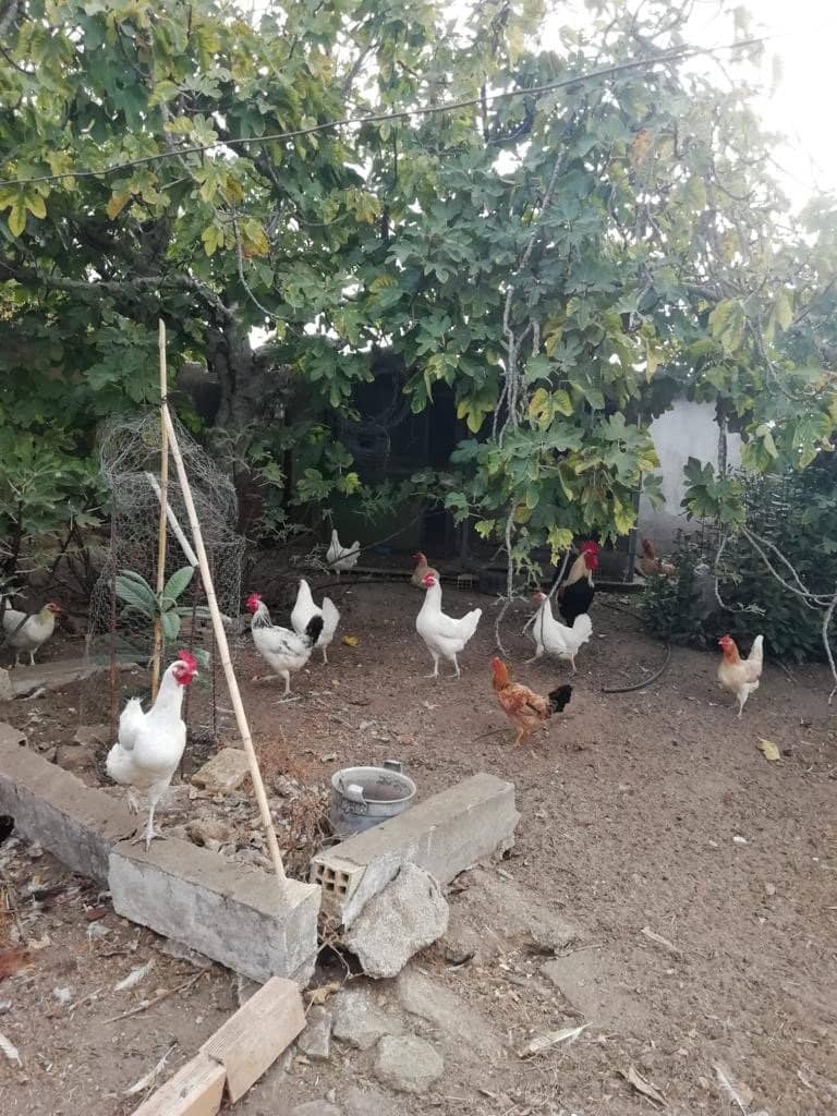 3 makuuhuone Maalaistalo myytävänä paikassa Vejer de la Frontera - 150 000 € (Ref: 6530638)