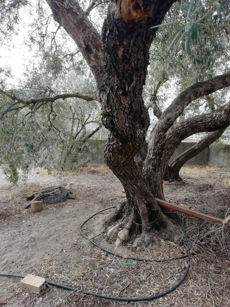 3 makuuhuone Maalaistalo myytävänä paikassa Vejer de la Frontera - 150 000 € (Ref: 6530638)
