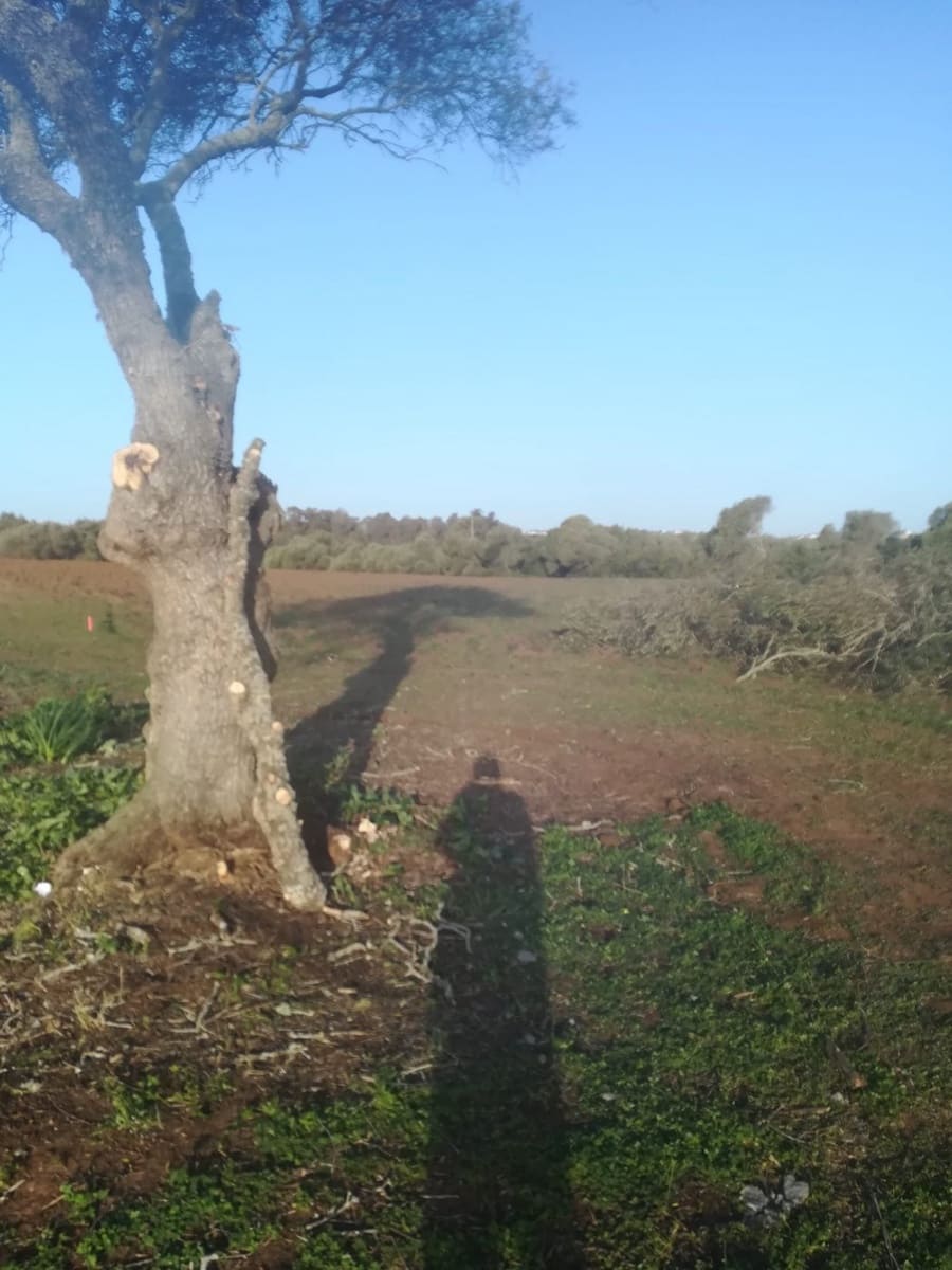 Mark till salu i Vejer de la Frontera - 85 000 € (Ref: 6609201)