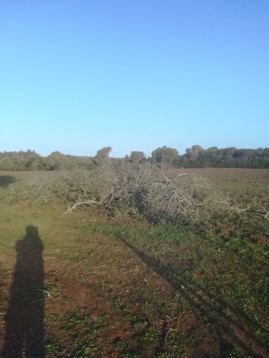 Mark till salu i Vejer de la Frontera - 85 000 € (Ref: 6609201)