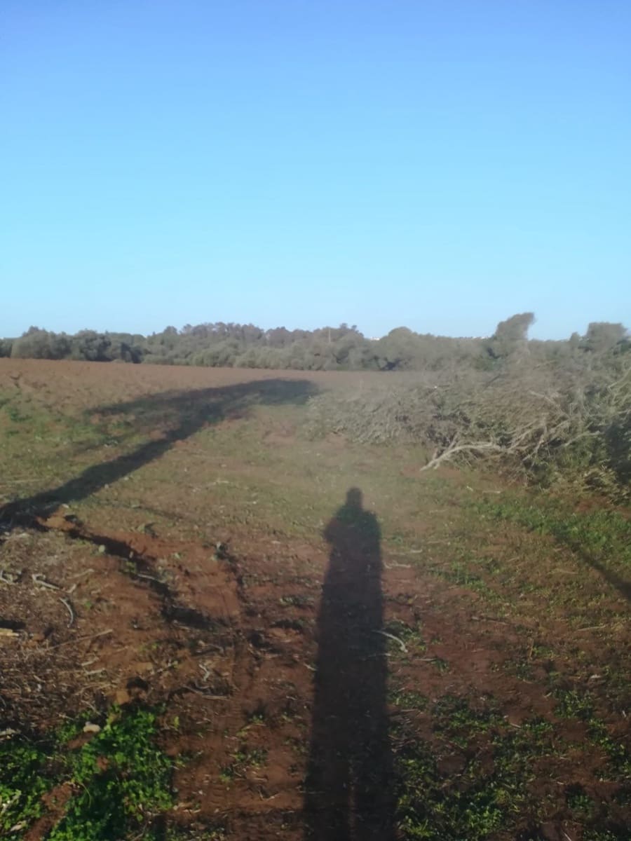 Mark till salu i Vejer de la Frontera - 85 000 € (Ref: 6609201)