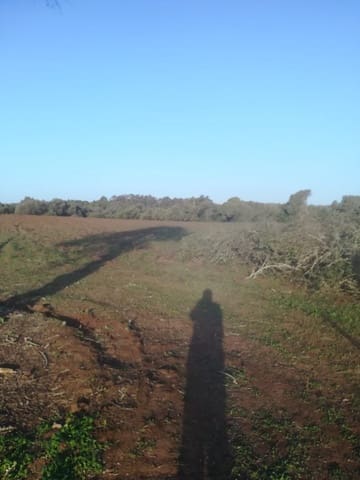 Undeveloped Land for sale in Vejer de la Frontera - € 85,000 (Ref: 6609201)