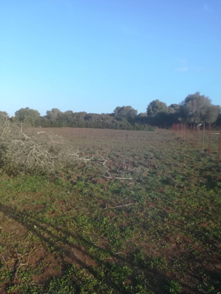 Mark till salu i Vejer de la Frontera - 85 000 € (Ref: 6609201)