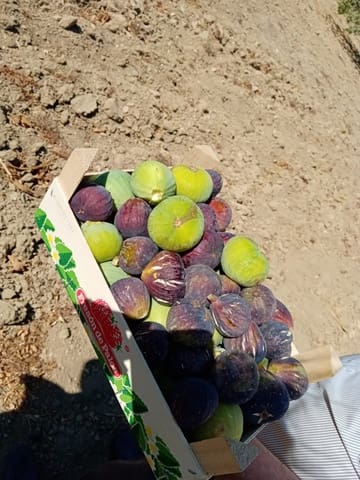 Grunde uden byggetilladelser til salg i Medina-Sidonia - € 190.000 (Ref: 6919871)