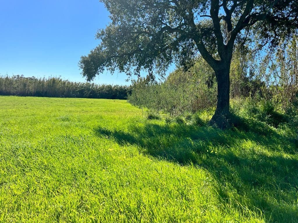 Grunde uden byggetilladelser til salg i Vejer de la Frontera - € 50.000 (Ref: 6928054)