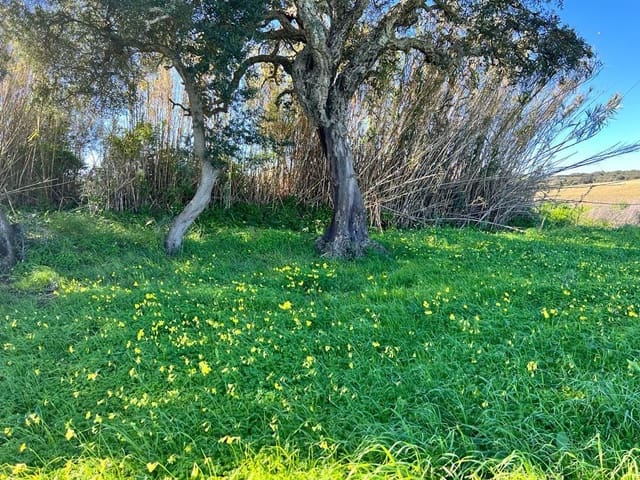 Mark till salu i Vejer de la Frontera - 50 000 € (Ref: 6928054)