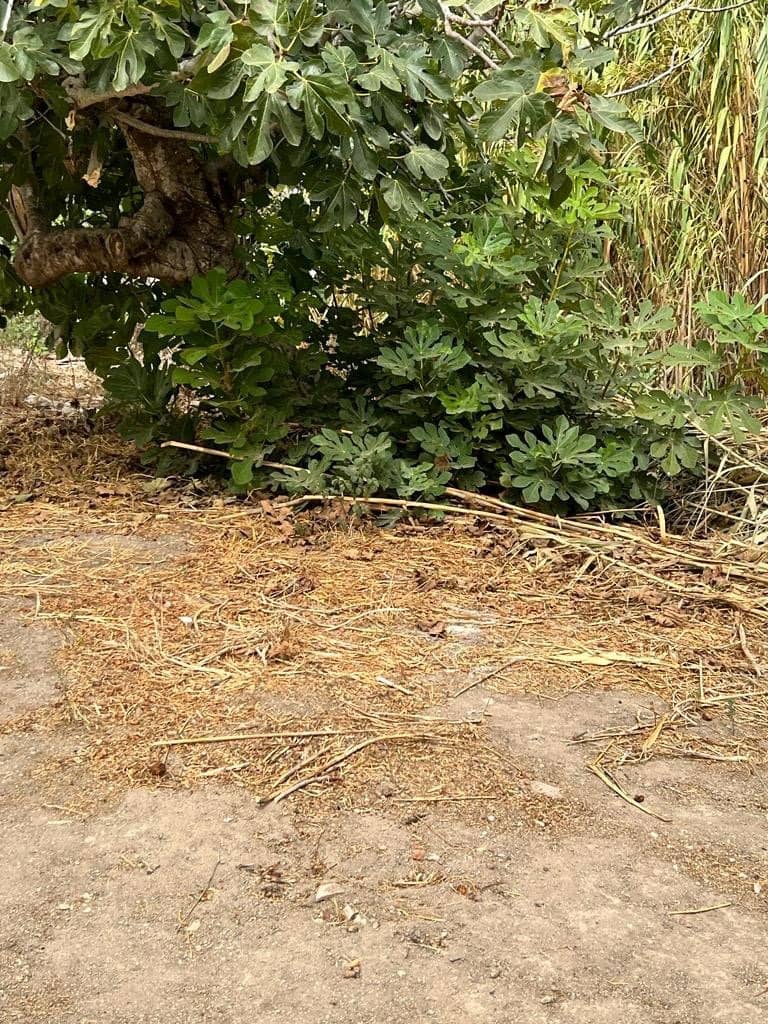 4 bedroom Finca/Country House for sale in Vejer de la Frontera - € 260,000 (Ref: 7131257)