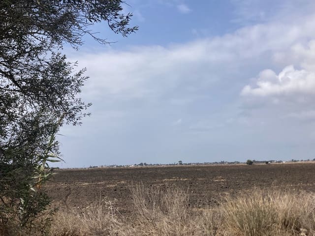 Ubebygd land til salgs i El Palmar, Vejer de la Frontera - € 680 000 (Ref: 7155603)