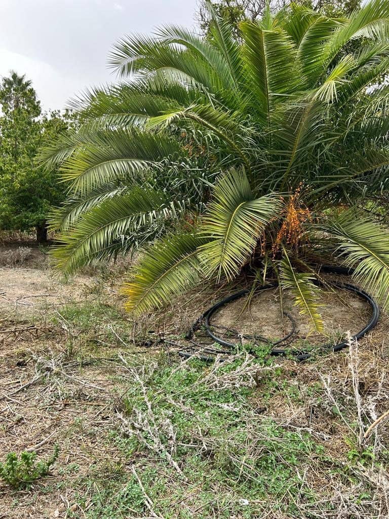 Finca/Landehus til salg i Vejer de la Frontera - € 250.000 (Ref: 7200216)