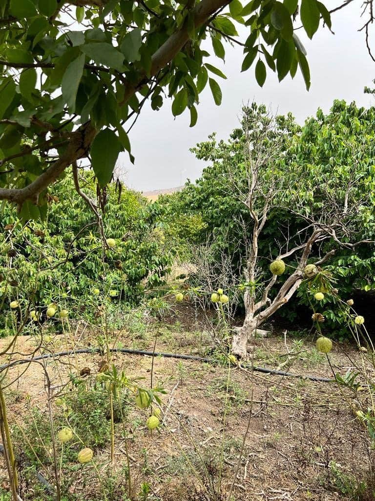 Finca/Landehus til salg i Vejer de la Frontera - € 250.000 (Ref: 7200216)