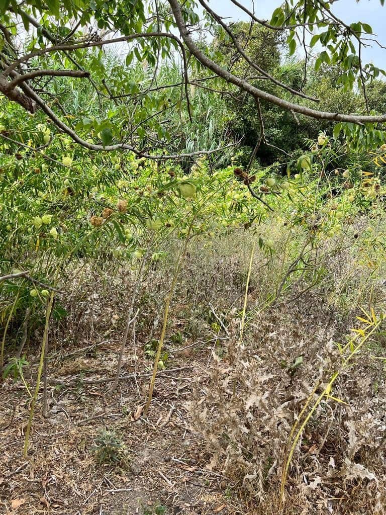 Finca/Landehus til salg i Vejer de la Frontera - € 250.000 (Ref: 7200216)