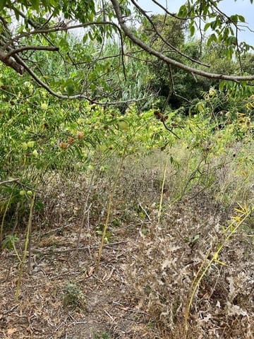 Finca/Landehus til salg i Vejer de la Frontera - € 250.000 (Ref: 7200216)