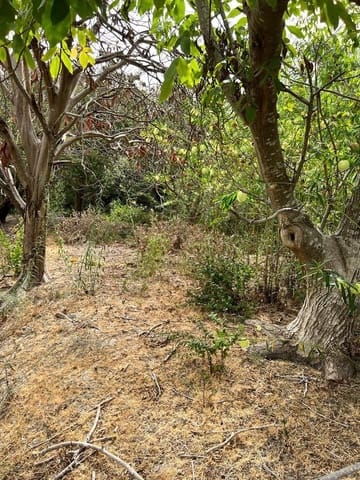 Finca/Landehus til salg i Vejer de la Frontera - € 250.000 (Ref: 7200216)