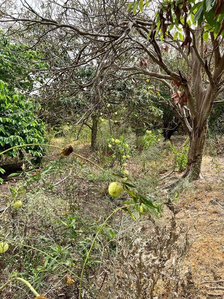 Finca/Landehus til salg i Vejer de la Frontera - € 250.000 (Ref: 7200216)