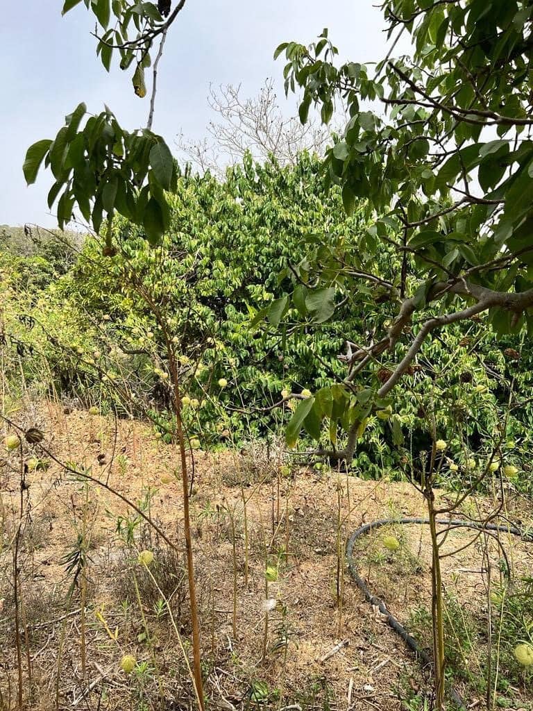 Finca/Landehus til salg i Vejer de la Frontera - € 250.000 (Ref: 7200216)