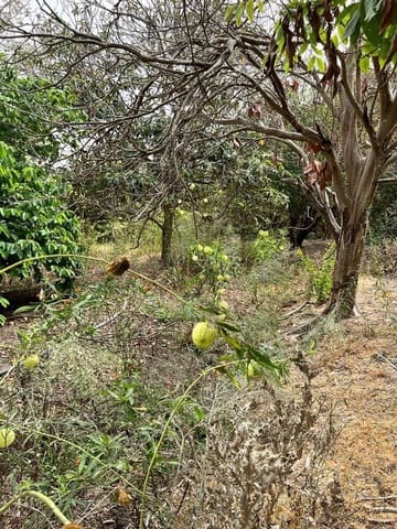 Finca/Landehus til salg i Vejer de la Frontera - € 250.000 (Ref: 7200216)