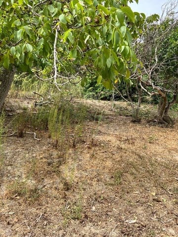 Finca/Landehus til salg i Vejer de la Frontera - € 250.000 (Ref: 7200216)