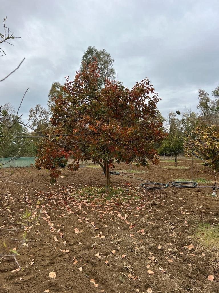 2 chambre Finca/Maison de Campagne à vendre à Benalup - 500 000 € (Ref: 7302125)
