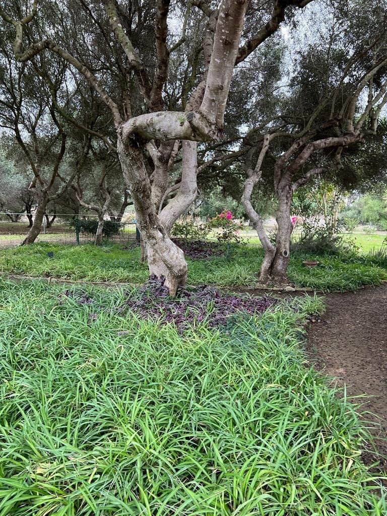 2 chambre Finca/Maison de Campagne à vendre à Benalup - 500 000 € (Ref: 7302125)